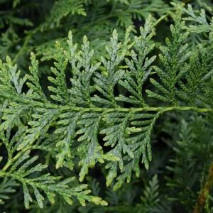 Thuja plicata 'Atrovirens' 40-60 cm